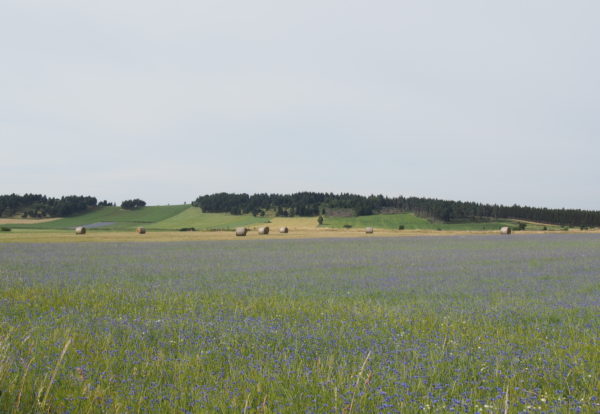 Dernier jour dans la Loire