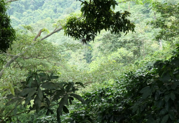 Dans la forêt Colombienne