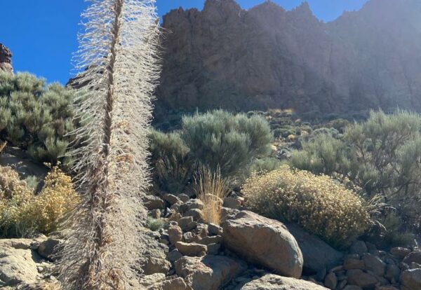 Tenerife, l’île au mille couleurs