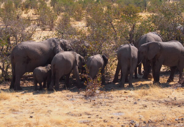 Une journée au sein du parc d’Etosha