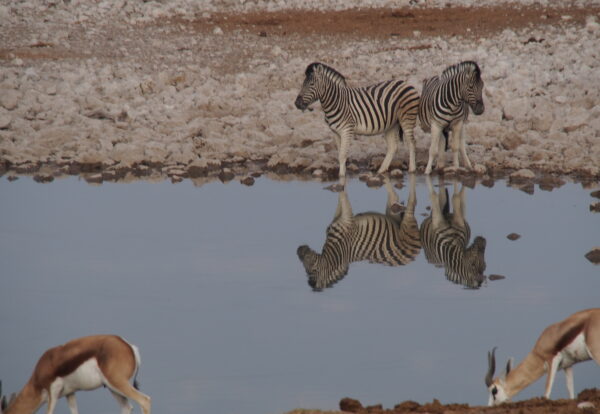 De Etosha au peuple Himba