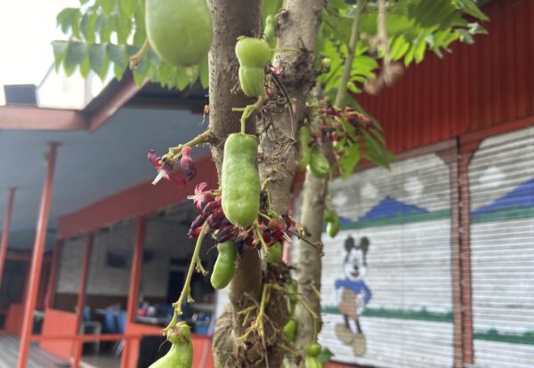 Jusque Banjarmasin