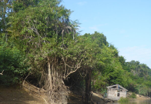 Se laisser porter au fil de la forêt