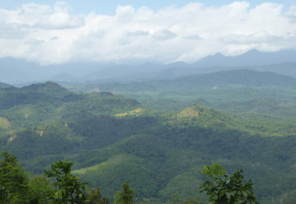 La forêt de Bornéo, source de vie