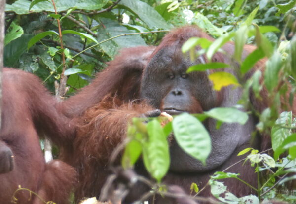 Dans la plus grande réserve du monde pour les orang outang