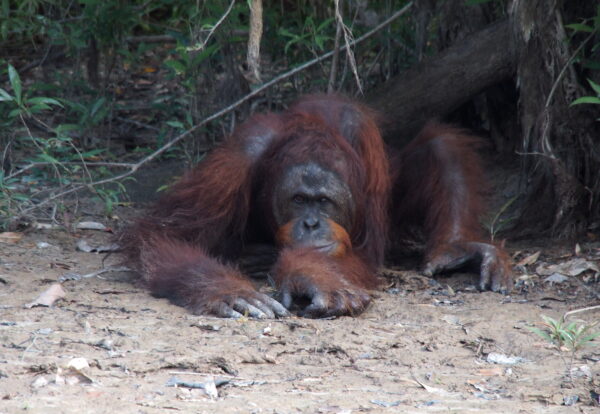 Les orang outang, des singes hors du commun