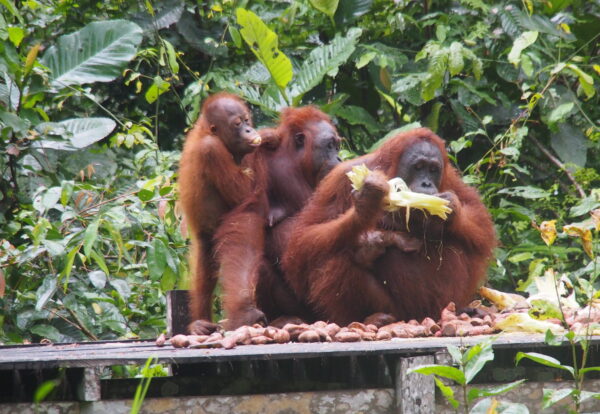 Borneo, une île à part