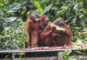 Borneo, une île à part