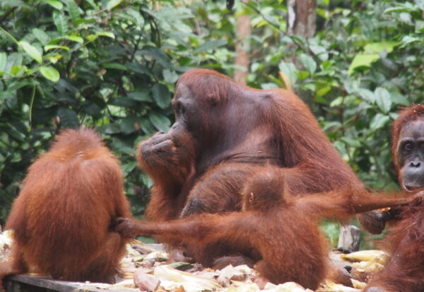 Dernier jour avec les orang outang