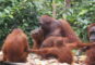 Dernier jour avec les orang outang