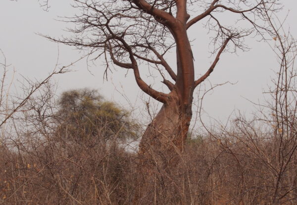 Dans la savane du Botswana