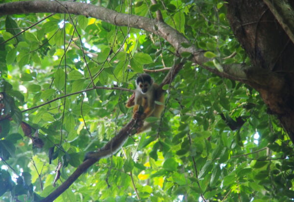 Pura Vida au Costa Rica