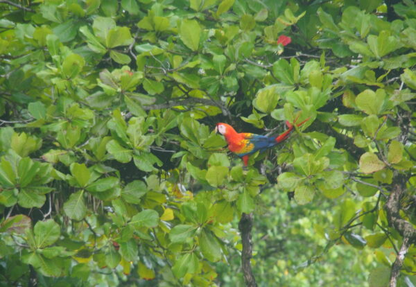 Du corcovado au pays des quetzal